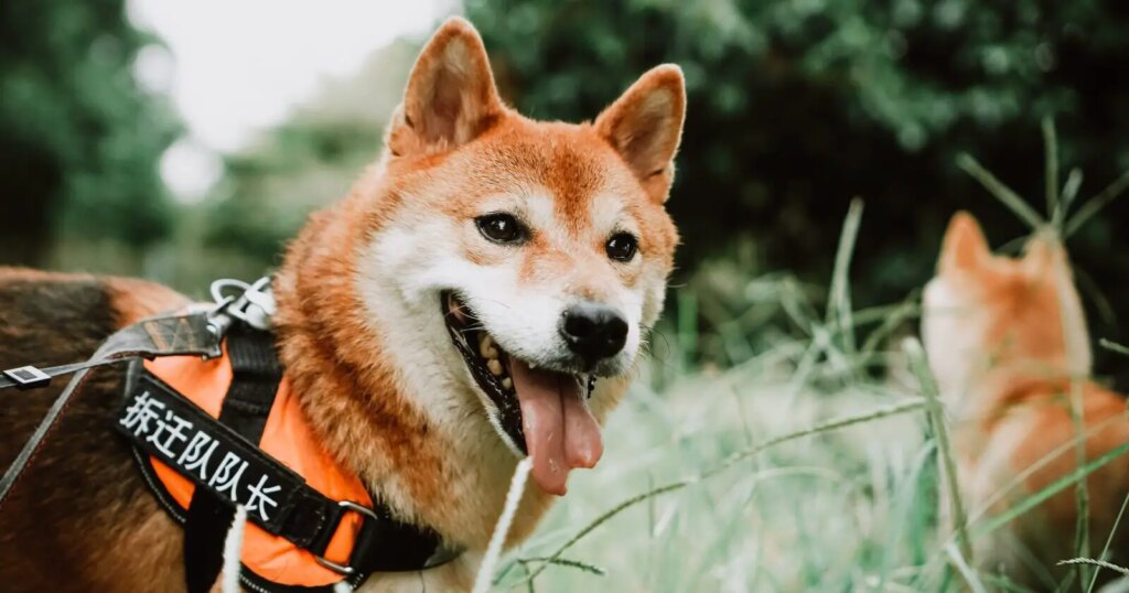 Shiba Inu’s Legit Partner Putrid AI Clears Rigorous Audit Take a look at