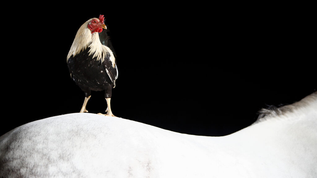 The “Piggyback” Technique to Innovation