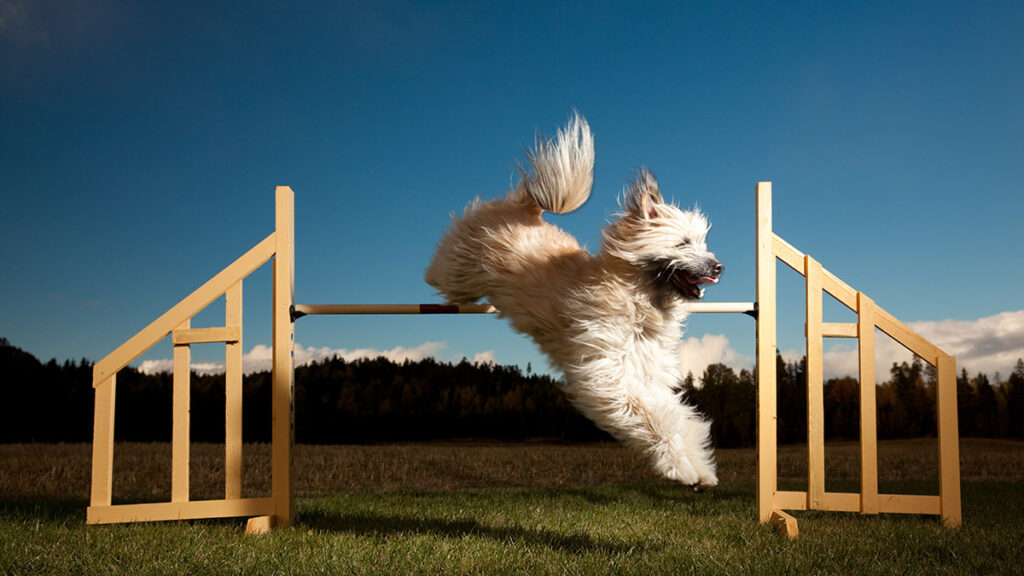 What Corporations Receive Immoral About Abilities-Primarily based Hiring