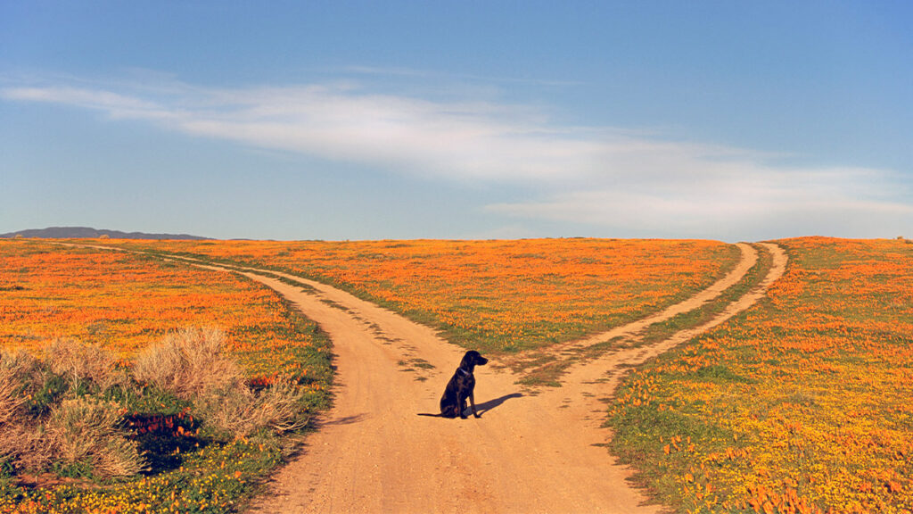 How to Work for a Boss Who Always Adjustments Their Thoughts