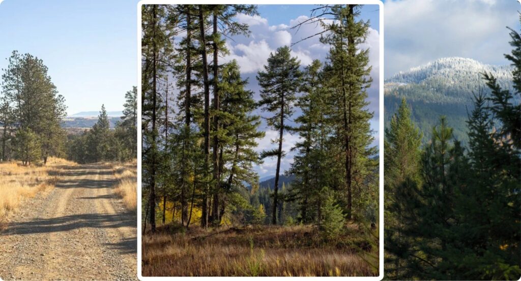 Fabricate Your Possess ‘Yellowstone’: Sprawling Montana Land Plots Where You Can Channel Your Interior John Dutton—for Below $500K