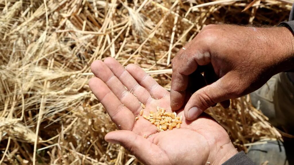 Executive considers lifting ban on replace in some chop futures