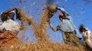 India to study file rice slice at the same time as reserves overflow