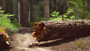 Main After Your Predecessor Fails