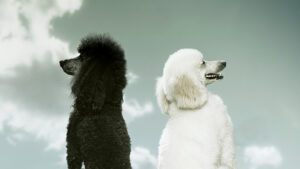 When Two Leaders Are Better Than One