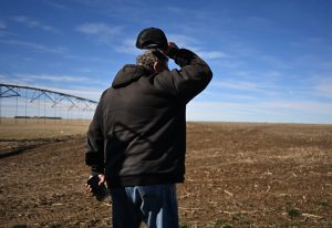 U.S. wheat plant life wither, herds thin as spring drought deepens