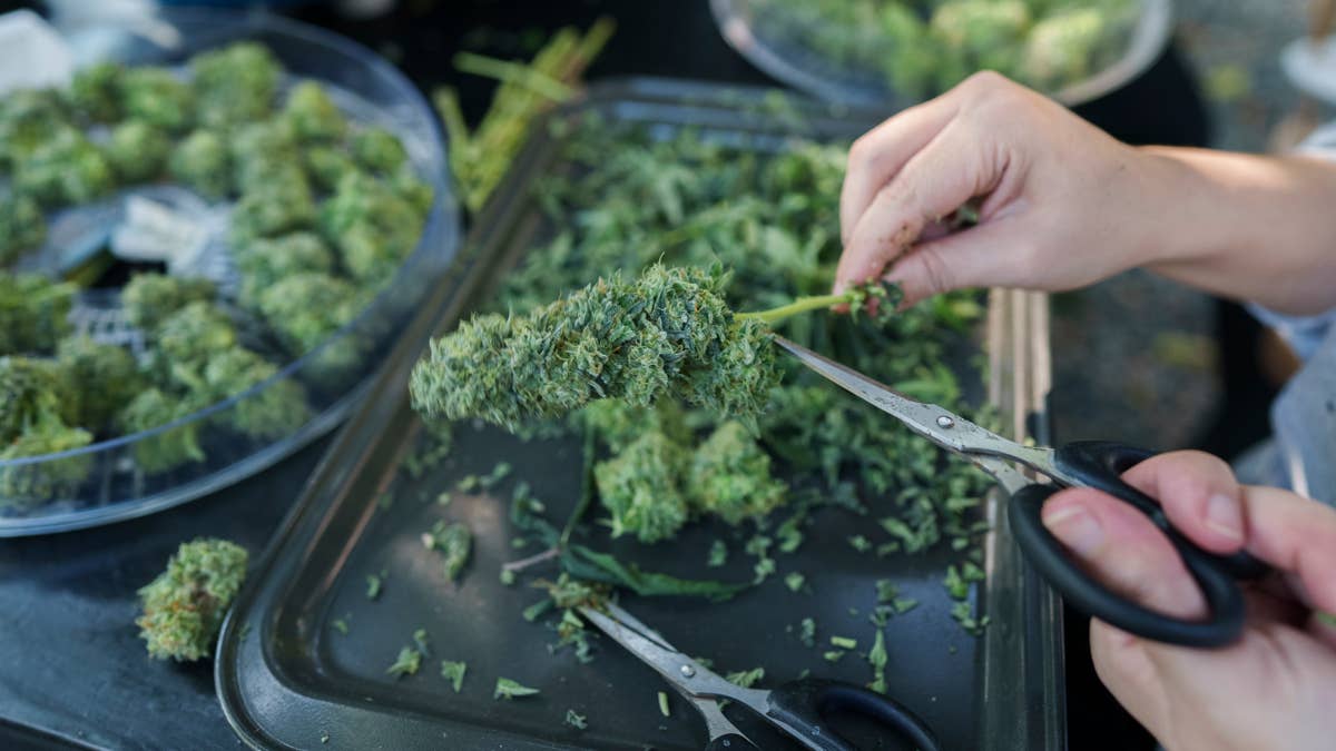 Principal hashish cultivation provide chain provider closes 12 stores