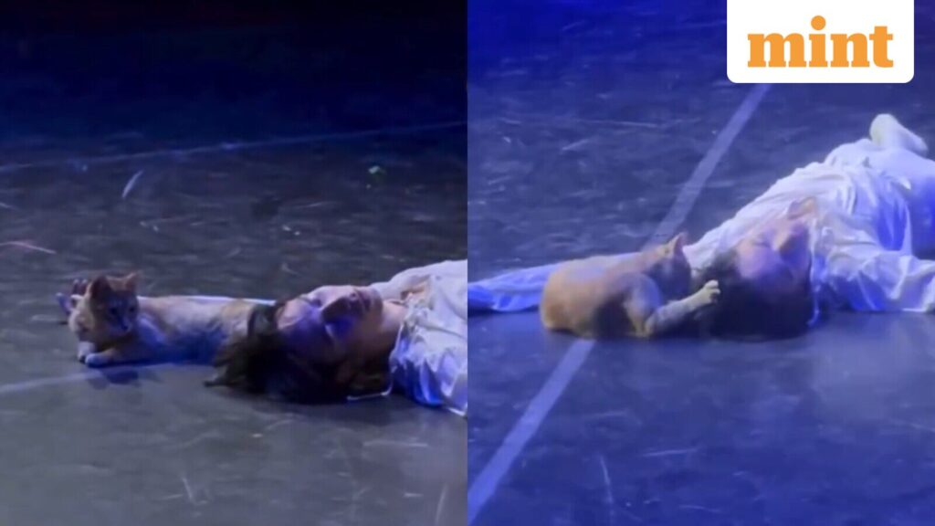 Theatre cat steals the highlight after crashing Romeo and Juliet’s emotional finale in Turkey. Internet is in love