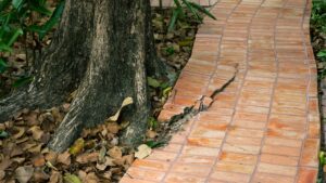 Your Tree Roots Would possibly Price You $5,000 This Summer time If You is likely to be No longer Careful