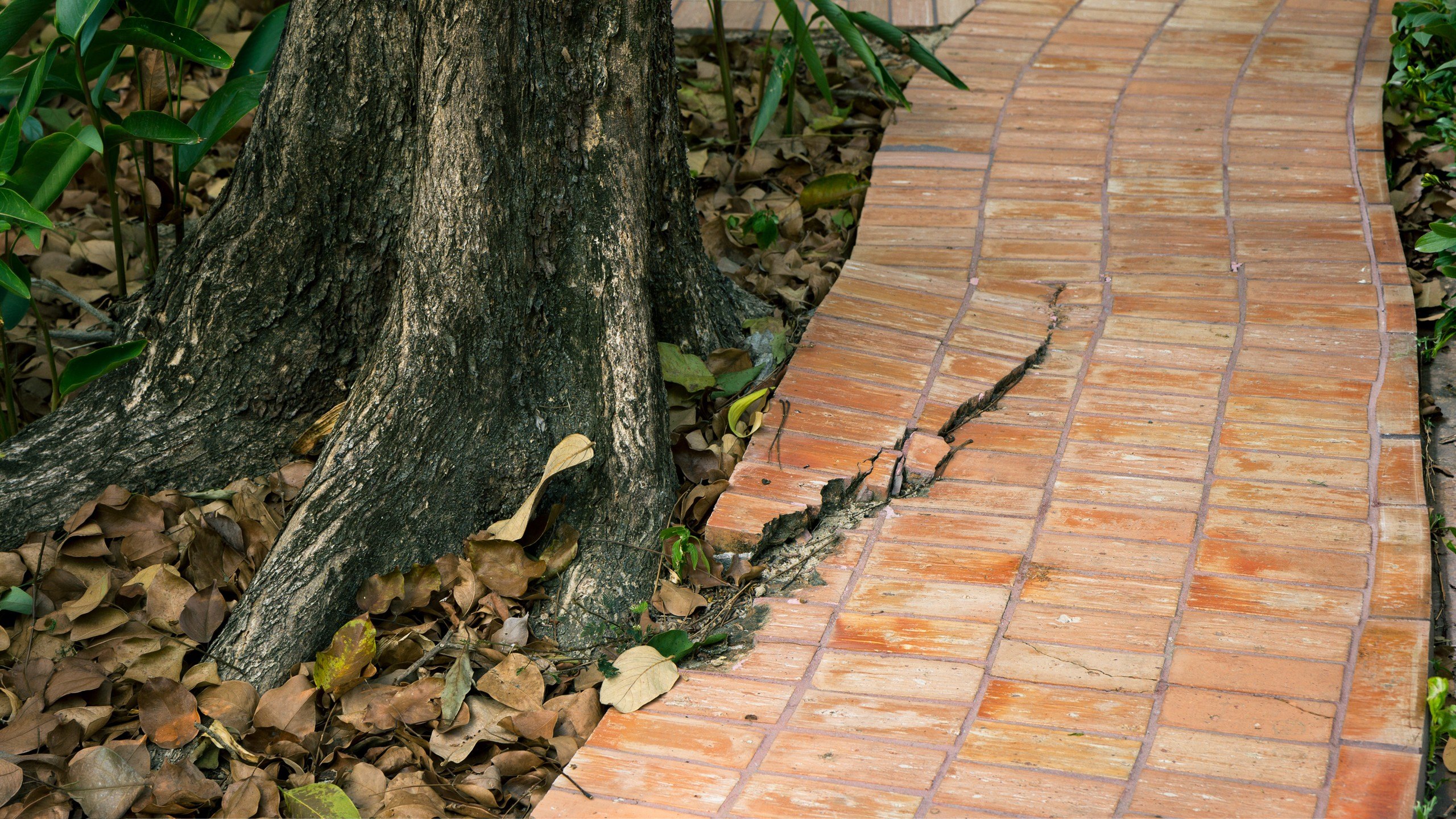 Your Tree Roots Would possibly Price You $5,000 This Summer time If You is likely to be No longer Careful