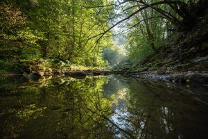 Earth’s forests took 100,000 years to recover from the closing local climate shock — this one is engaging 10 times faster